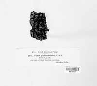 Valsa pulchelloidea image